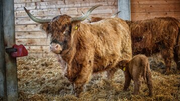 Nachwuchs Hochlandrinder - Schottenhof-Besichtigung in Lech