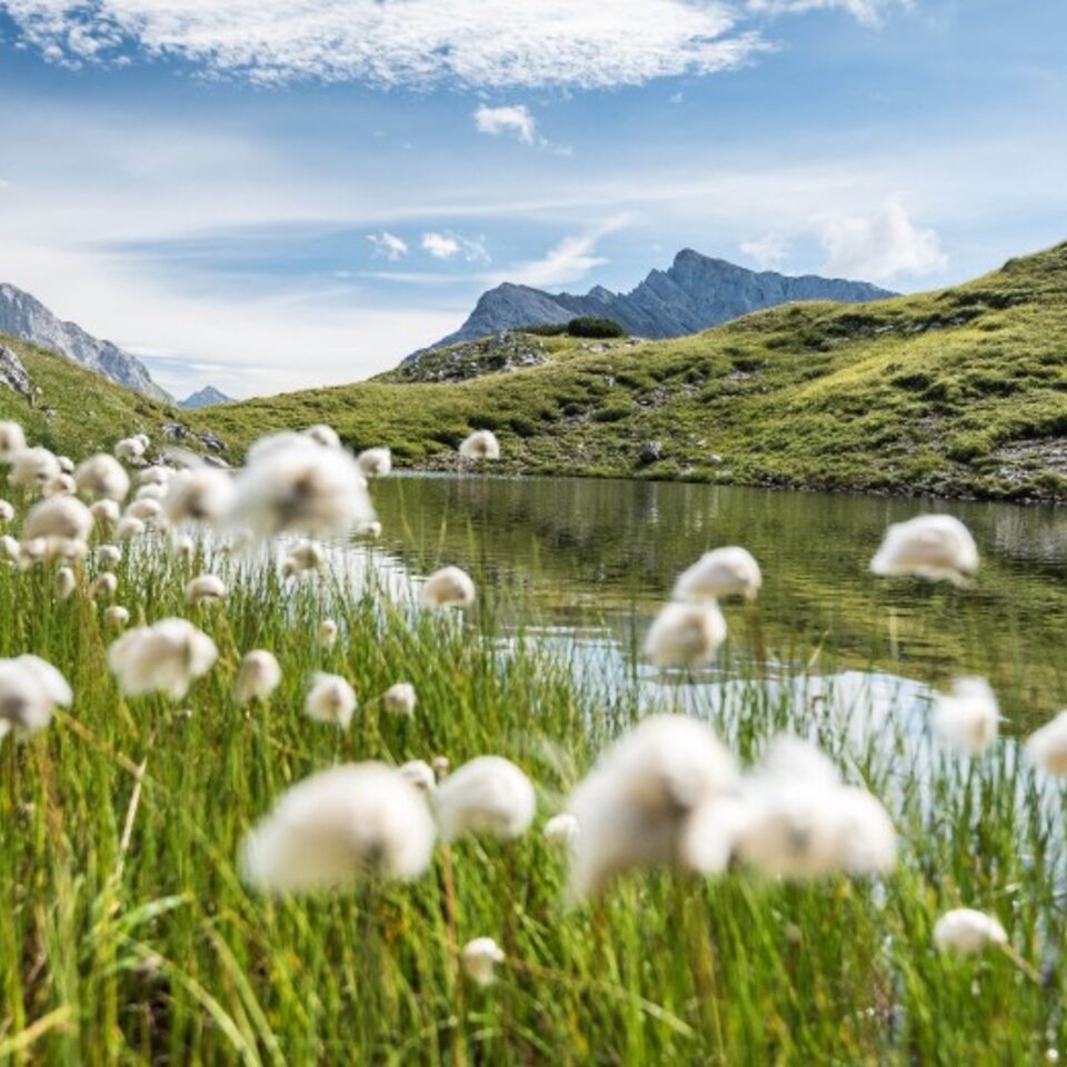 White flowers near a mountain lake, surrounded by green hills.