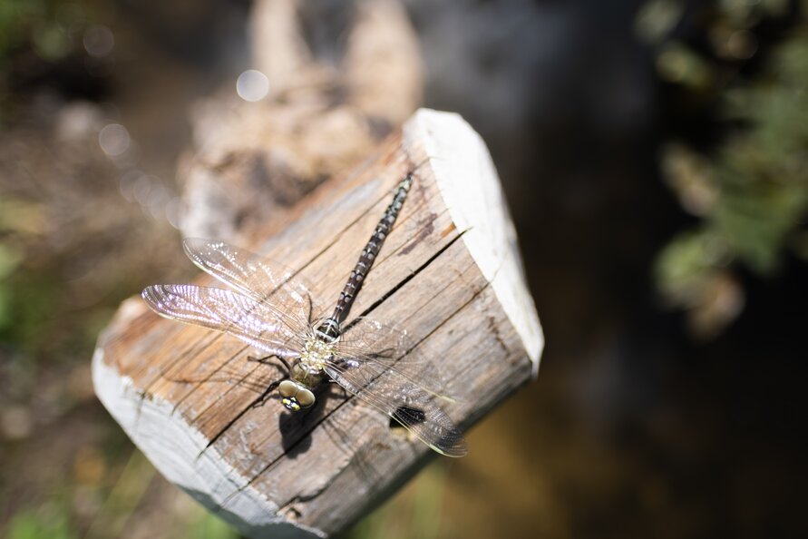 Dragonfly perched on a wooden post near water in sunlight.
