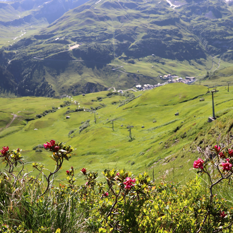 Flowers and green slopes at Seekopf nature mountain with cable car.