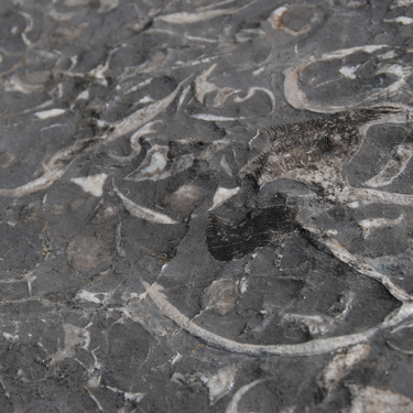 Close-up of fossils on rocks at Rüfikopf panoramic mountain.