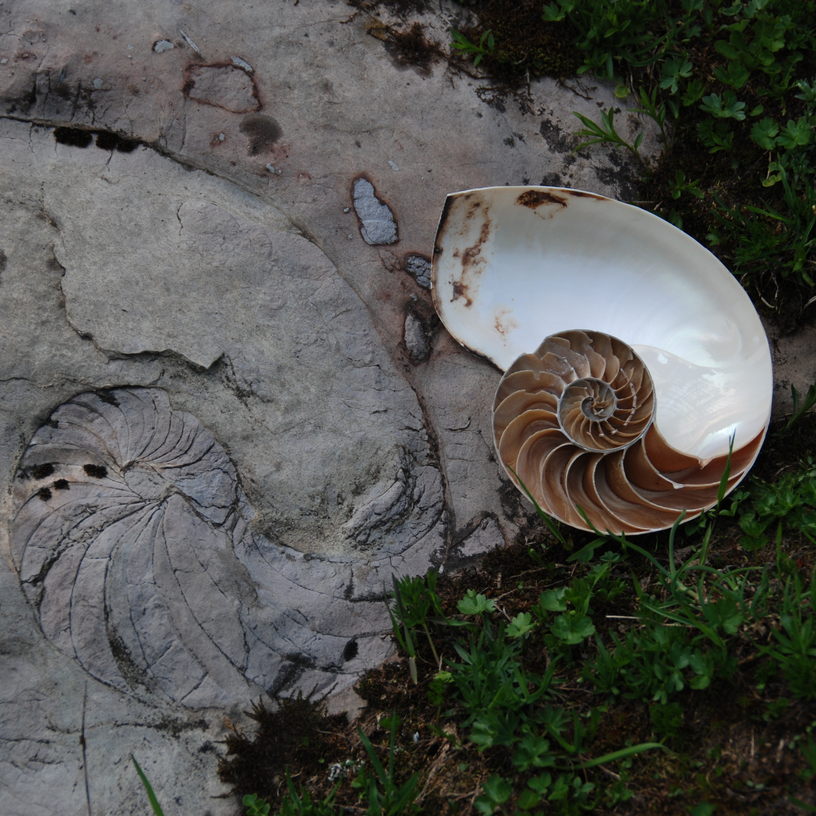 A fossilized ammonite and a nautilus shell on the Rüfikopf panoramic mountain.