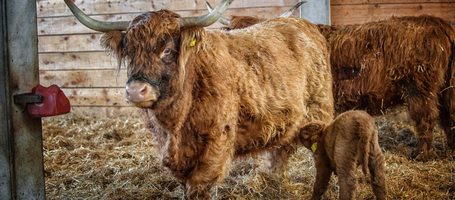 Schottisches Hochlandrind mit Kalb im Stall.