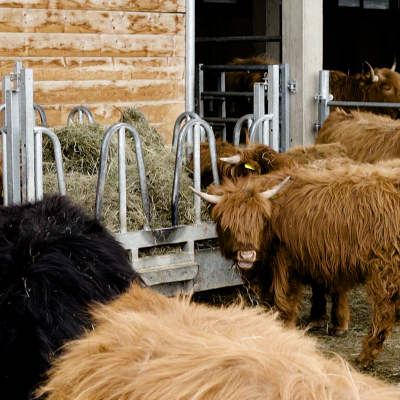 A group of Highland cattle eating hay at Schottenhof.
