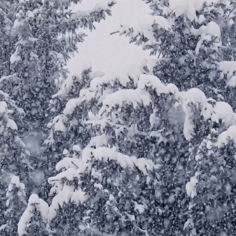 Trees covered in heavy snow draping the branches.